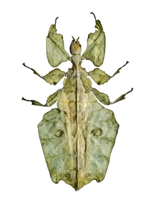 Framed Print : Leaf Insect Print (Upperside) Framed Print : Leaf Insect Print (Upperside)