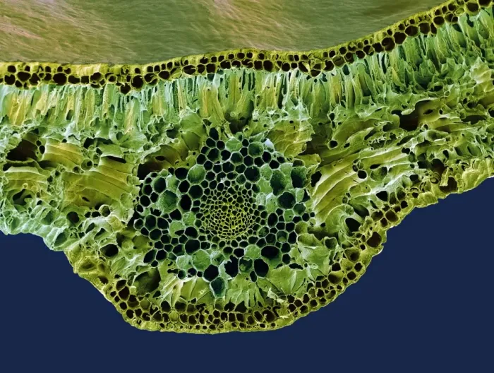 Framed Print : SEM Print of Box Leaf Midrib Cross Section Framed Print : SEM Print of Box Leaf Midrib Cross Section