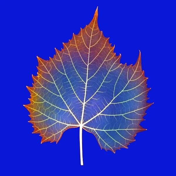 Leaf veins, X-ray