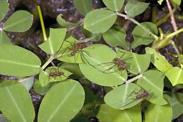 Leafcutter ant workers