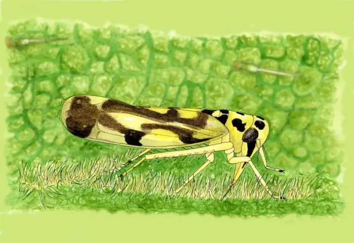 Framed Print : Leafhopper feeding on Nettle Leaf Print Framed Print : Leafhopper feeding on Nettle Leaf Print