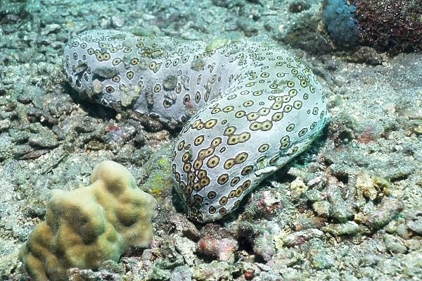 Leopard sea cucumber