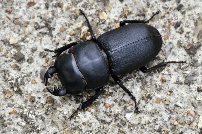 Framed Print : Lesser Stag Beetle Print on a Path