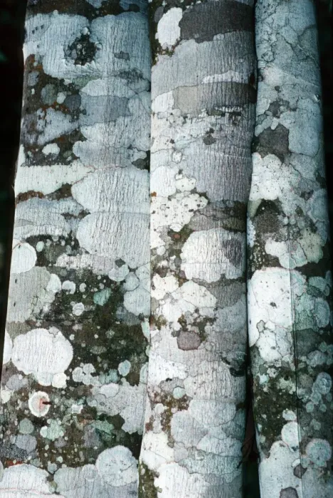 Framed Print : Lichen on Cinnamon Tree Trunk Print Framed Print : Lichen on Cinnamon Tree Trunk Print