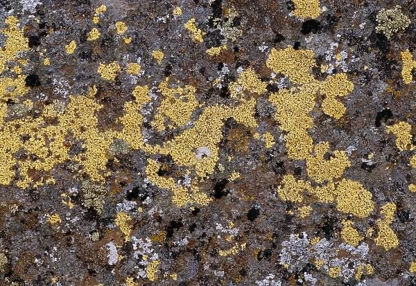 Lichens growing on rock