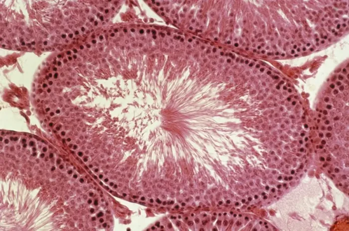Framed Print : Light Micrograph Print of Rat Testis Section
