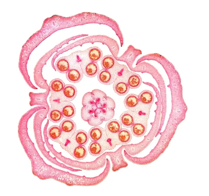 Framed Print : Light Micrograph Print of a Lily Bud Cross-Section Framed Print : Light Micrograph Print of a Lily Bud Cross-Section