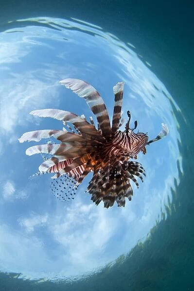 Lionfish from below