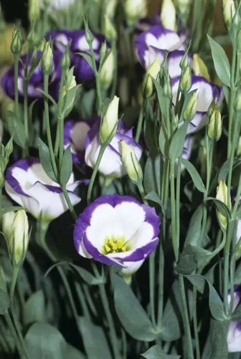 Framed Print : Print of Lisianthus (Eustoma Picotee blue) Flower Framed Print : Print of Lisianthus (Eustoma Picotee blue) Flower