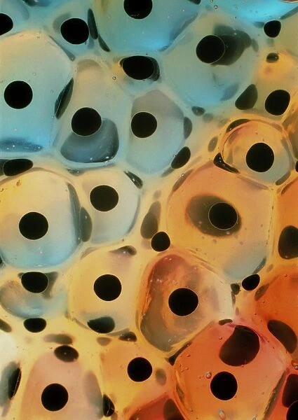 LM of frogspawn of the European edible frog