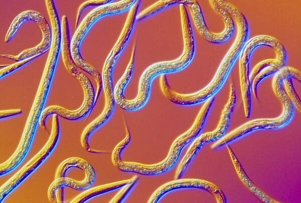 LM of the nematode worm, Caenorhabditis elegans