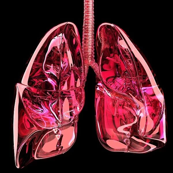Lungs, artwork