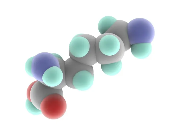 Framed Print : Lysine Molecule Print Framed Print : Lysine Molecule Print