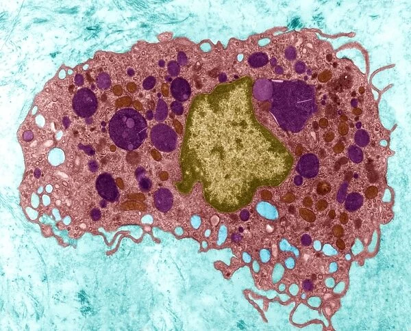 Macrophage cell, TEM