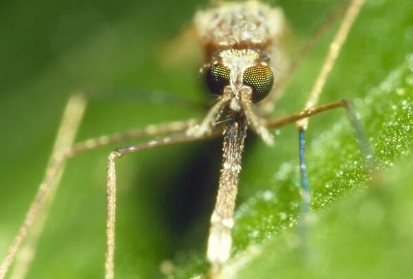 Macrophoto of malaria mosquito, Anopheles gambiae