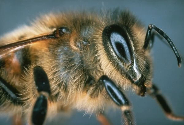 Macrophpoto of the head of a honey bee