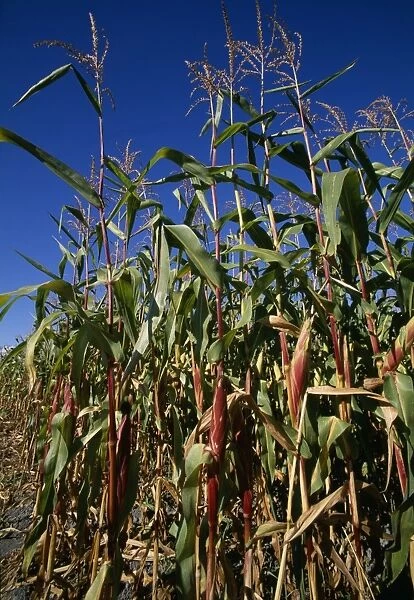 Maize crops