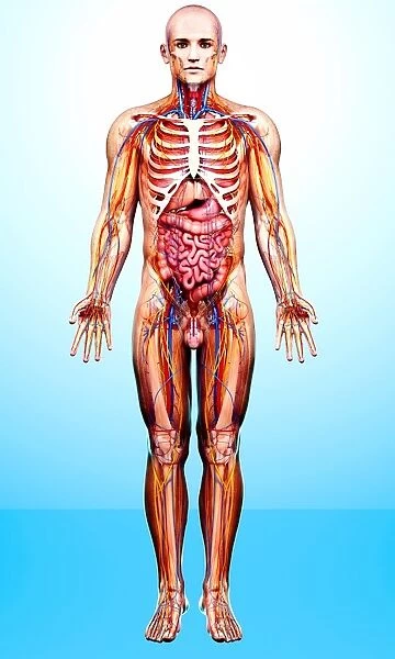 Male anatomy, artwork F008  /  1314