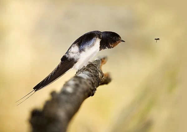 Male swallow