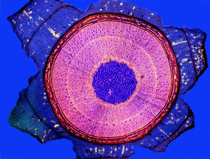Framed Print : Maple Stem Print, Polarised Light Micrograph Framed Print : Maple Stem Print, Polarised Light Micrograph