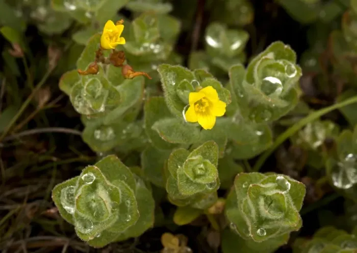 Framed Print : Marsh St. Johns Wort Print after Rain Framed Print : Marsh St. Johns Wort Print after Rain