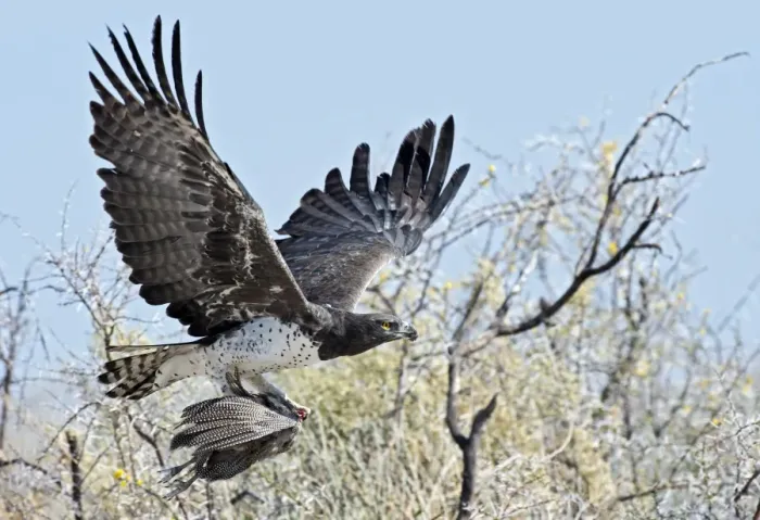 Framed Print : Print of Martial Eagle in flight with prey Framed Print : Print of Martial Eagle in flight with prey