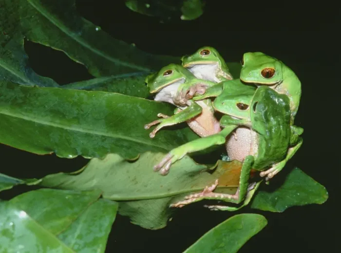 Framed Print : Mating Green Tree Frogs Print