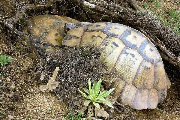 Mating Marginated Tortoises