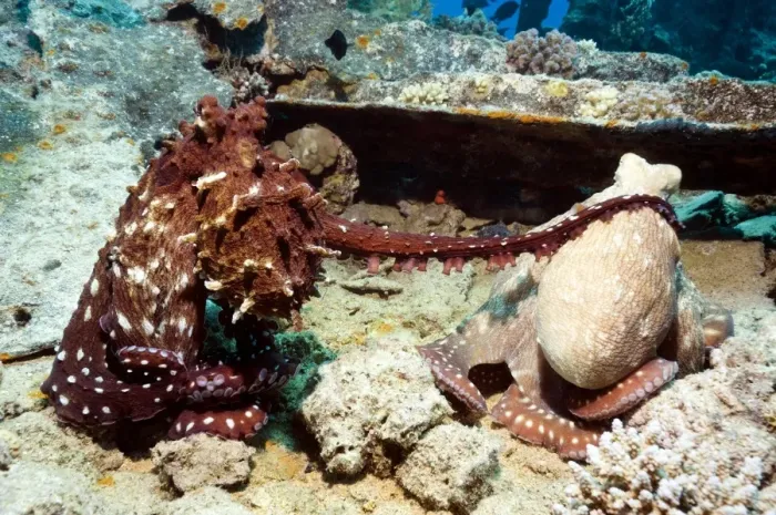 Framed Print : Mating pair of day octopuses Print