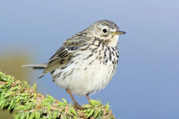 Framed Print : Meadow Pipit Print on Juniper Bush Framed Print : Meadow Pipit Print on Juniper Bush