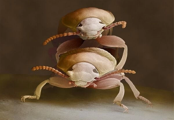 Mealworm beetles mating