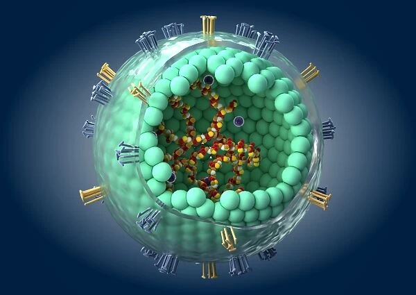Measles virus particle, artwork C013  /  4635