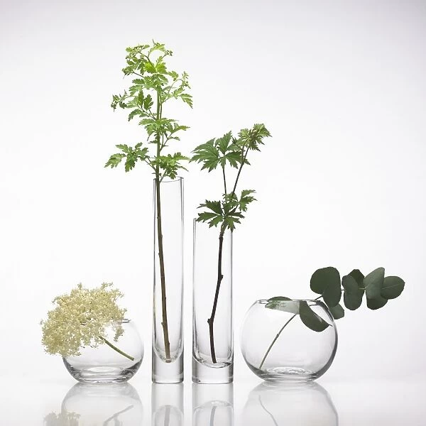Medicinal plants, conceptual image F007  /  7590