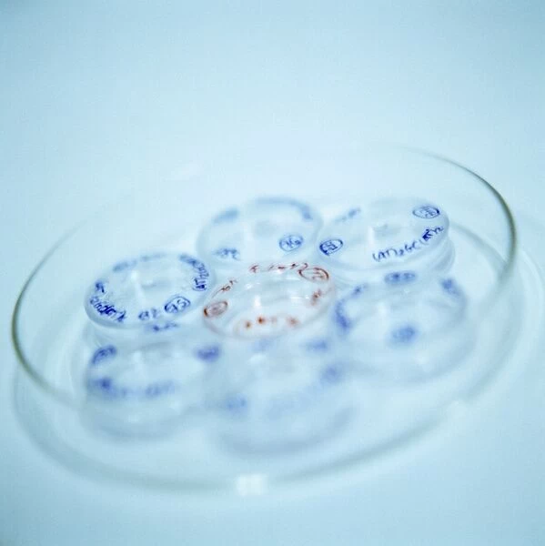 Micro-petri dishes