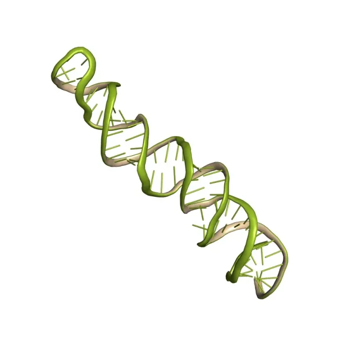 Framed Print : MicroRNA precursor molecule Print Framed Print : MicroRNA precursor molecule Print