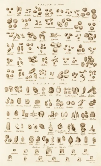 Framed Print : Microscopic Vegetable Objects Print C017 / 3506 Framed Print : Microscopic Vegetable Objects Print C017 / 3506