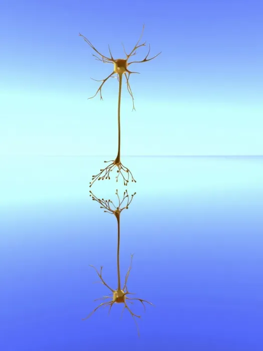 Framed Print : Mirror Neuron Print Framed Print : Mirror Neuron Print