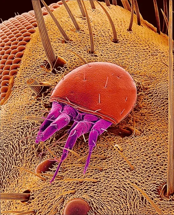Framed Print : Print of Mite on a Fly, SEM Framed Print : Print of Mite on a Fly, SEM