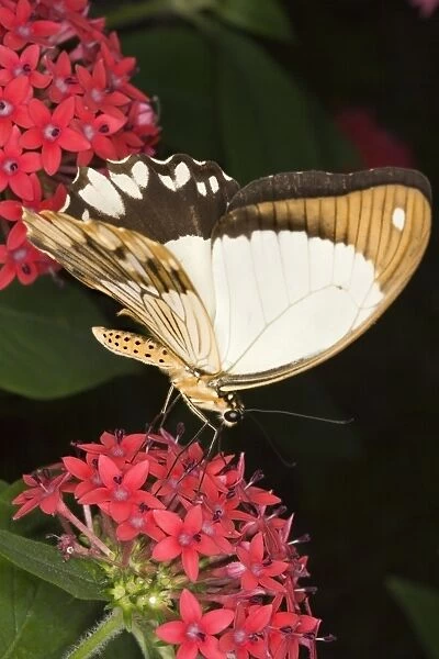 Mocker swallowtail butterfly
