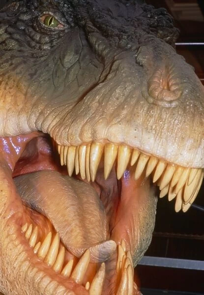 Model head of the dinosaur, Tyrannosaurus rex