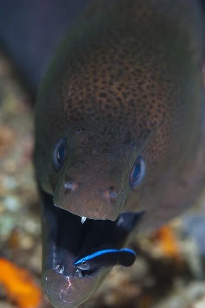 Moray eel being cleaned by wrasse