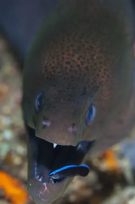 Framed Print : Moray Eel with Cleaner Wrasse Print