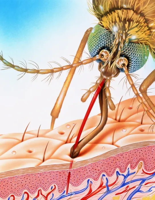 Framed Print : Mosquito feeding Print