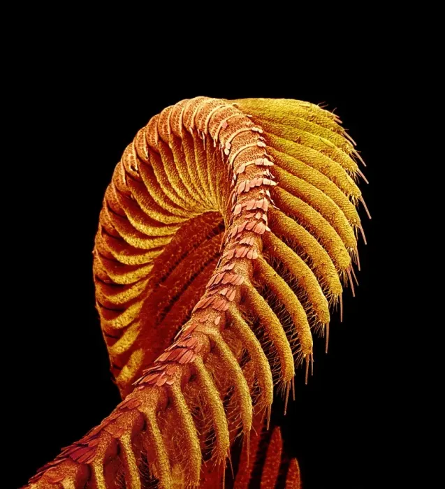 Framed Print : SEM Print of Moth Antenna Framed Print : SEM Print of Moth Antenna