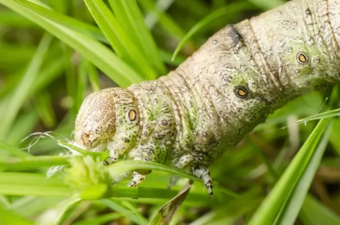 Framed Print : Moth Caterpillar Print on Grass Framed Print : Moth Caterpillar Print on Grass