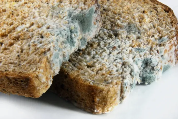 Framed Print : Mouldy Bread Print Framed Print : Mouldy Bread Print