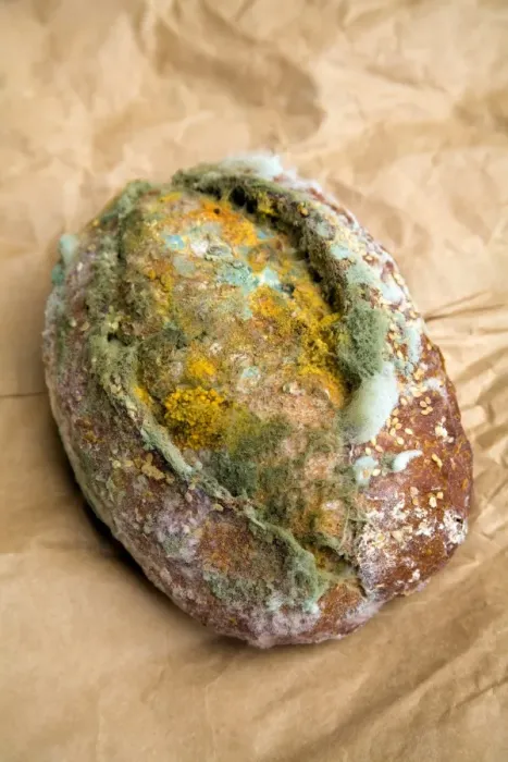 Framed Print : Mouldy Bread Roll Print