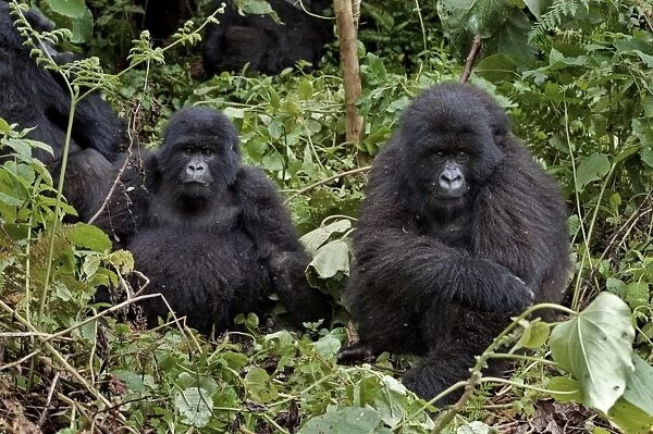 Mountain gorillas