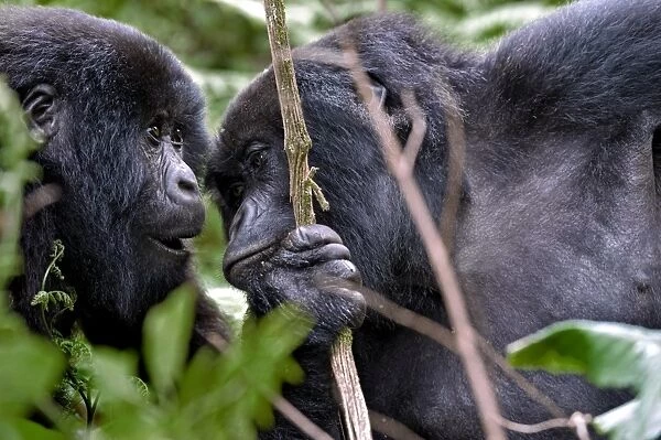 Mountain gorillas interacting