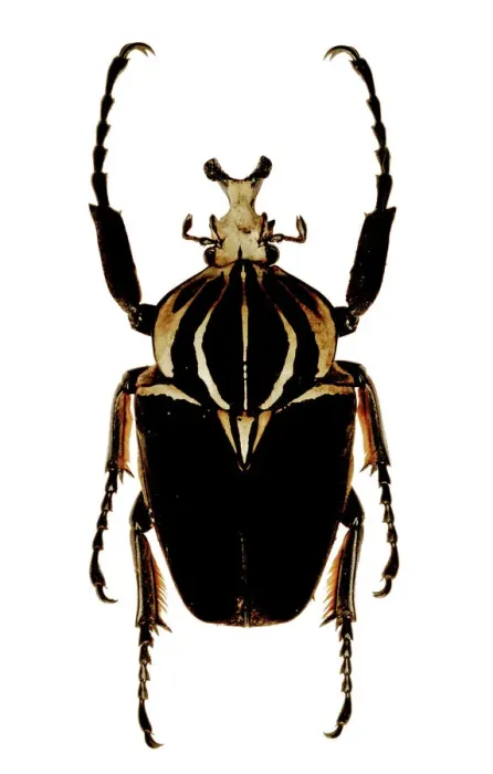 Framed Print : Mounted Goliath beetle Print Framed Print : Mounted Goliath beetle Print